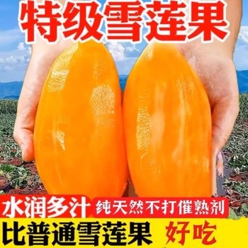 Tianshan yacon fresh fruit seasonal yunnan red heart yacon seasonal fruit seasonal yellow heart boutique wholesale