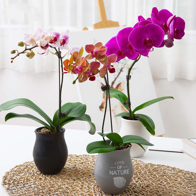 Phalaenopsis bonsai shaping special flower pole bracket home indoor flower potted shape protective support flower clip