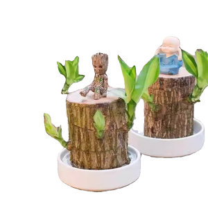 巴西木水养幸运木开花绿植室内盆栽水培植物格鲁特小树人四季带芽