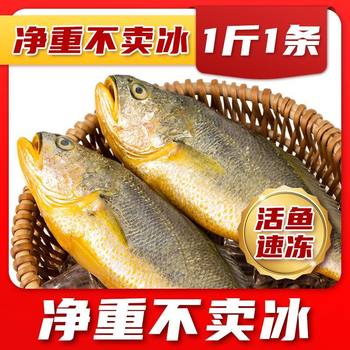 Ningde large yellow croaker fresh frozen deep sea yellow croaker fresh vacuum packed small yellow croaker commercial seafood aquatic fish