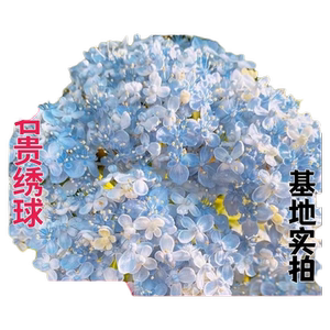 新绣球花苗小苗落跑新娘万华镜千织公主蒙娜丽莎客厅庭院阳台衣纯