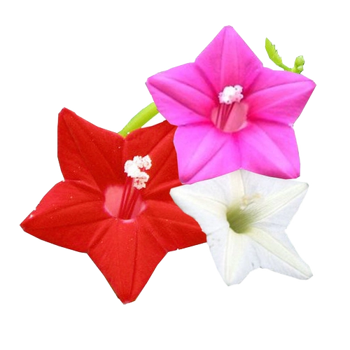 Yuye 羽 茑 茑 Четыре сезона цветущие семена 美 美