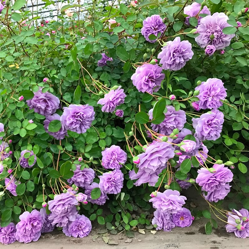 日本新品月季红一重微型理想金月季藤本绿植花卉盆栽，美到窒息！