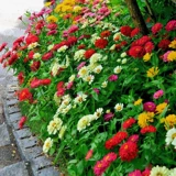 Семена циннии, комбинация полевых цветов, семена циннии с двойными лепестками, простые в жизни семена цветов, посев в горшках для двора, балкона