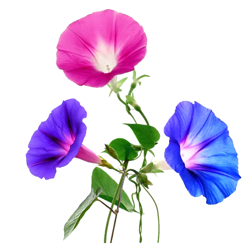 牵牛花种子喇叭花室外爬藤墙四季播种开花盆栽易活旱金莲花种籽孑