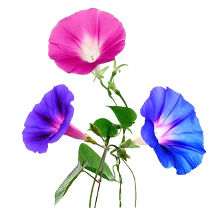 牵牛花种子喇叭花室外爬藤墙四季播种开花盆栽易活旱金莲花种籽孑