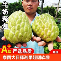 Thai big-eye custard apple custard apple fresh fruit seasonal Buddha head fruit Mani fruit 5 pounds more province large fruit