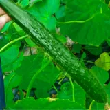 Семяные фрукты огурцы