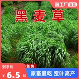 Семена семян семян семян виколор.