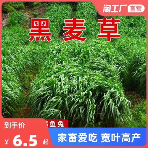 Семена семян семян семян виколор.