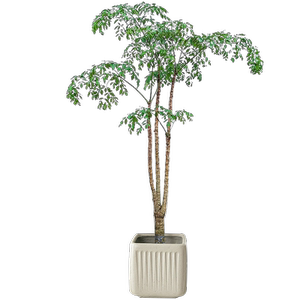 幌伞枫幸福树大型绿植盆栽原生老桩客厅室内旺宅富贵树落地植物