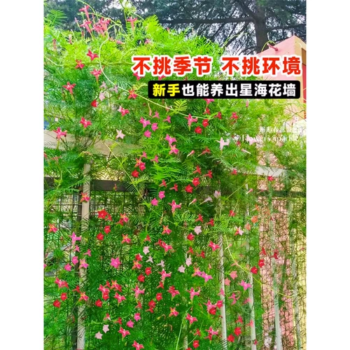 Yuye 羽 茑 茑 Четыре сезона цветущие семена 美 美