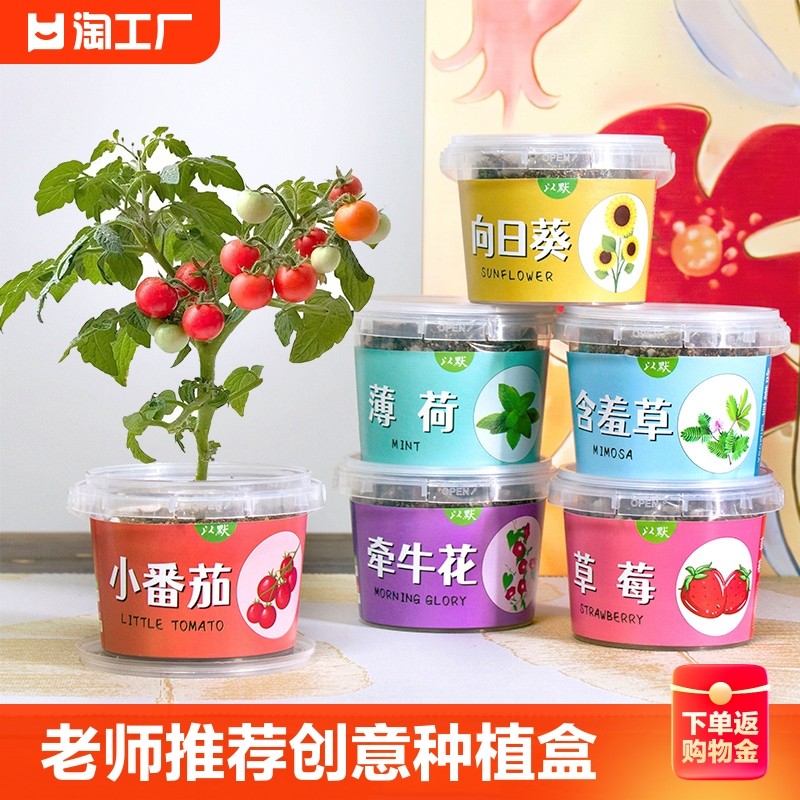 Children Plane small potted sunflower Sunflower Strawberry Flowers Seed Nursery Plant Growth Observation Box Small-Taobao