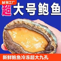 Fresh extra-large abalone fresh frozen extra-large nine-hole abalone seafood aquatic products non-dried abalone Buddha jumping over the wall SF Express