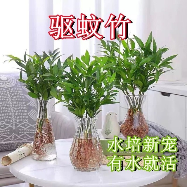 Hydroponic bamboo cypress green plant rich bamboo potted mosquito repellent bamboo hydroponic plant indoor living room easy to grow cold-resistant evergreen all year round