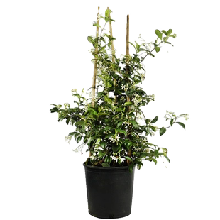 风车茉莉盆栽大苗垂丝爬藤蔓花卉绿植物四季开花室内茉莉花阳台