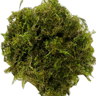 蝴蝶兰水苔干水苔兰花专用营养土苔藓石斛乌龟冬眠通用优质种植