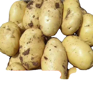 甘肃定西土豆9斤包邮2024黄心沙面马铃薯5/9斤整箱农家新鲜现挖