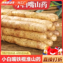 Hebei Xiaobaizui Iron Bar Huaiyam powder glutinous and sweet fresh 5 pounds of freshly dug white yam with white yam
