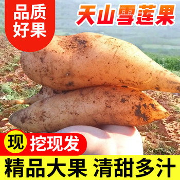 Yunnan tianshan yacon fresh fruit in season red heart special grade large fruit for pregnant women shipped with mud