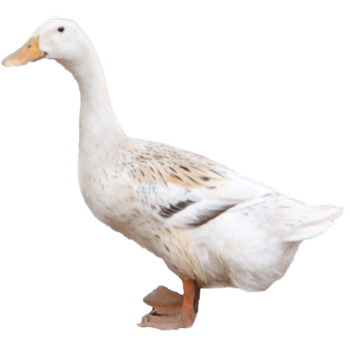 Native duck, free-range old duck, shelduck lin lan