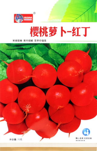 Семена вишневого радио, тонкое мясо нежное, сочный красный кубики маленькая редька, семена овощей, весенний и осенний двор пастырский горшок