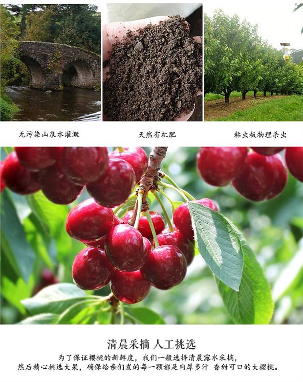 雨璐 山东烟台大樱桃车厘子 5斤 图4