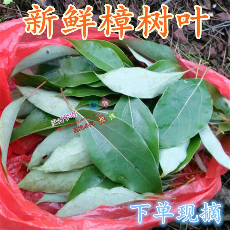 榨叶树图片,图片,图片就这样(第2页)_大山谷图库