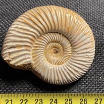 Chrysanthemum petrified stone Sea lily fossils Marine Paleontology Moroccan gift ornaments Qingxiu rough collection