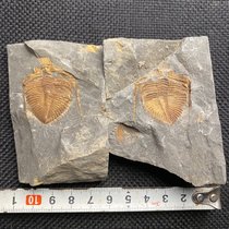 Fossil trilobite crown worm Cambrian teaching specimen Popular science gift natural rough marine ornament paleontology