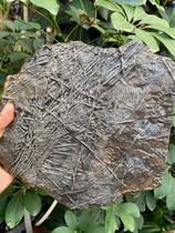 Sea lily Guizhou echinoderm paleontological fossils popular science gift decoration Qingxiu rough