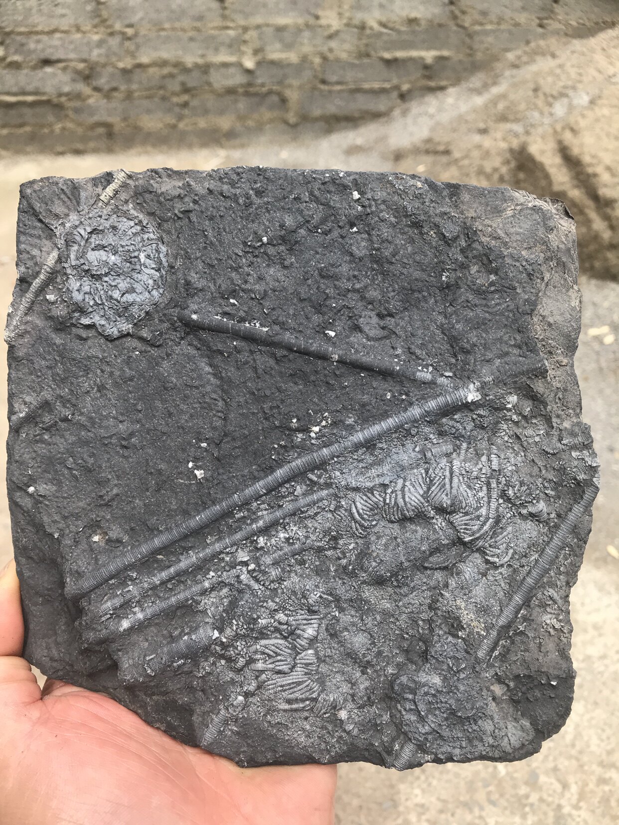 Sea lily Chrysanthemum Stone Double-sided Ancient Dragon Fish Fossil Guizhou Tproduce Ancient Bioscience Gift Pendulum Original Stone Natural