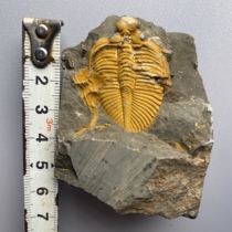 Crown Trilobes Fossil Biogiological Science Teaching GiftsSamples Natural Raw Born Birthday Favorite Collection