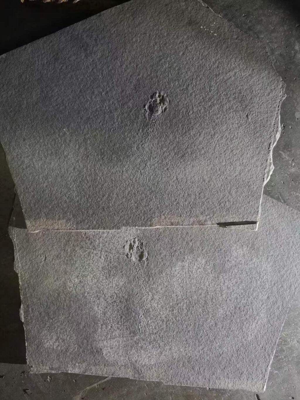 Fish fossil red dragon squamous tooth fish bow fin fish off the original stone Qingxiu tea table Gift Pendulum table Tabletop Specimen Collection