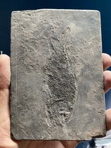 Natural natural Ming paleontology rough teaching specimen gift display Guizhou Arowana scale tooth fish ancient cod fossils