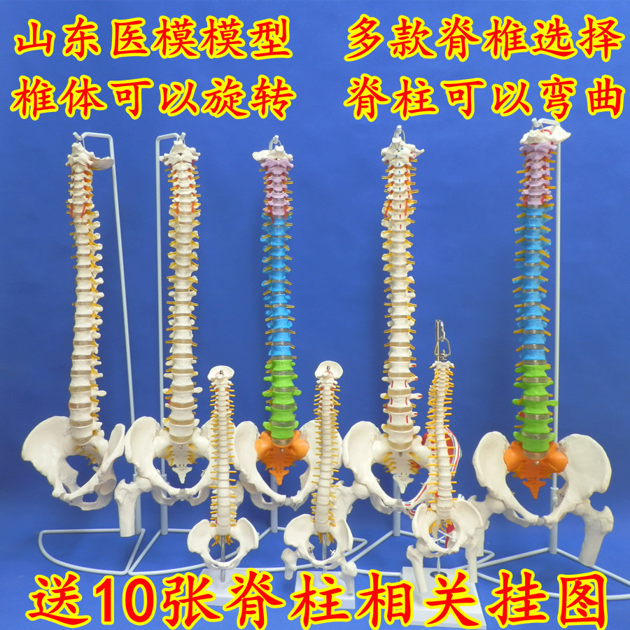 Human ridge column model bone setting massage model adult ridge vertebra lumbar spine bone model color ridge vertebra model