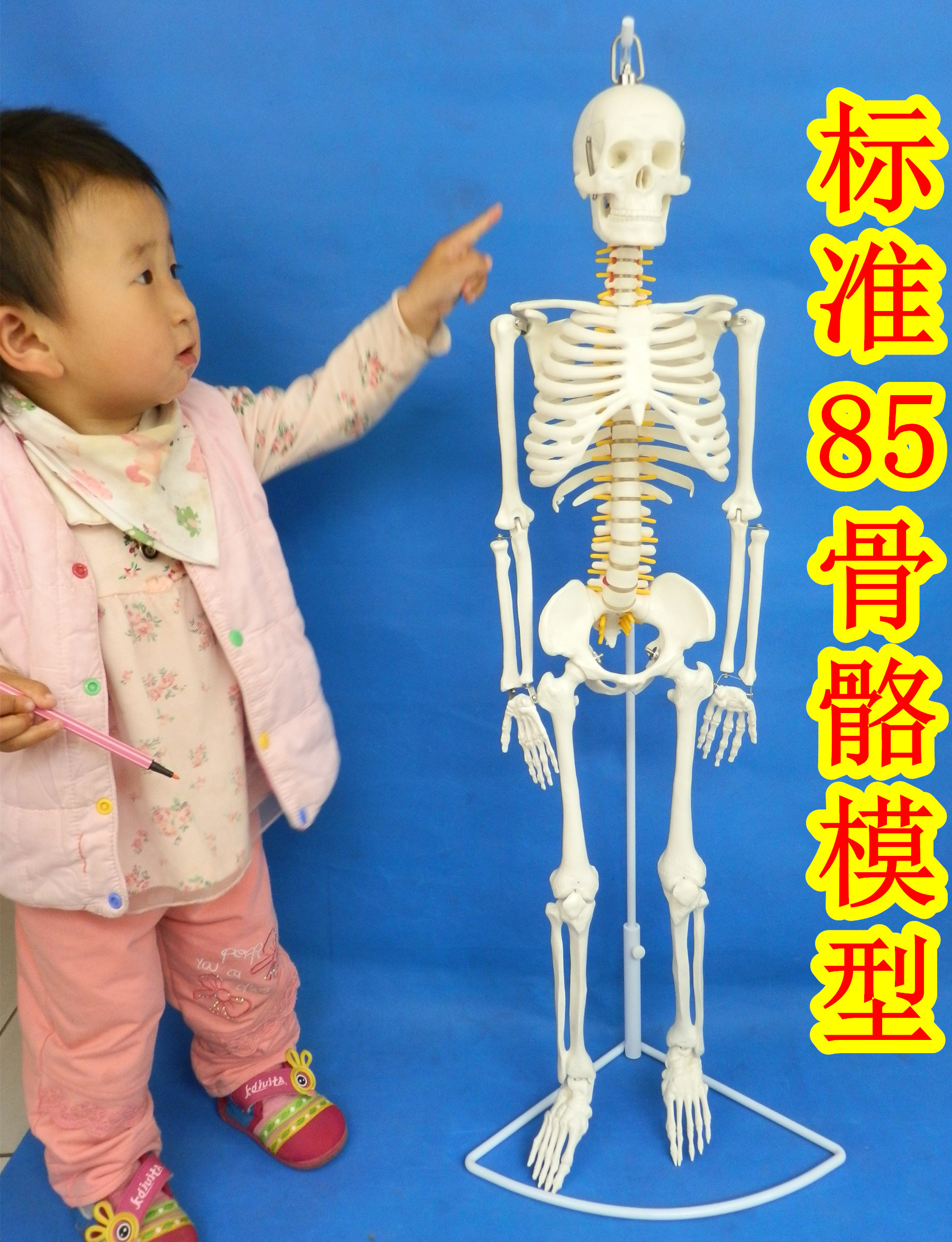 Send analysis map new 85CM human bone model 85cm bone ridge column model bone specimen