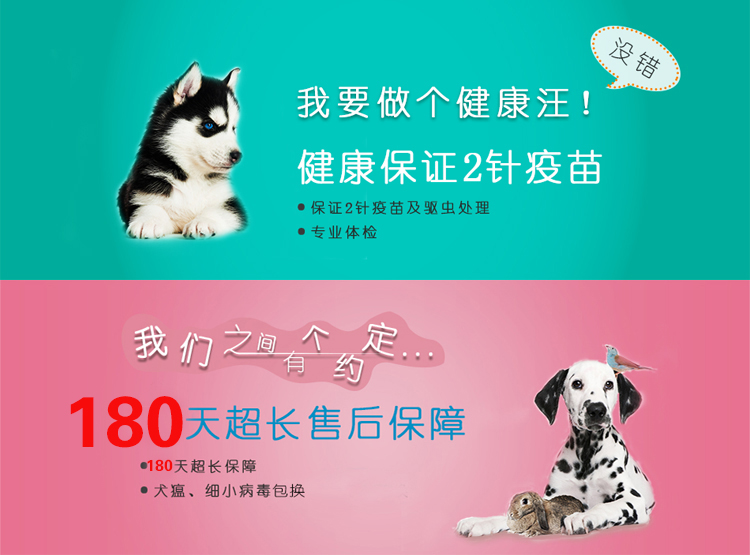 广州哪里有卖纯种椒盐色超小体雪纳瑞幼犬 找新家