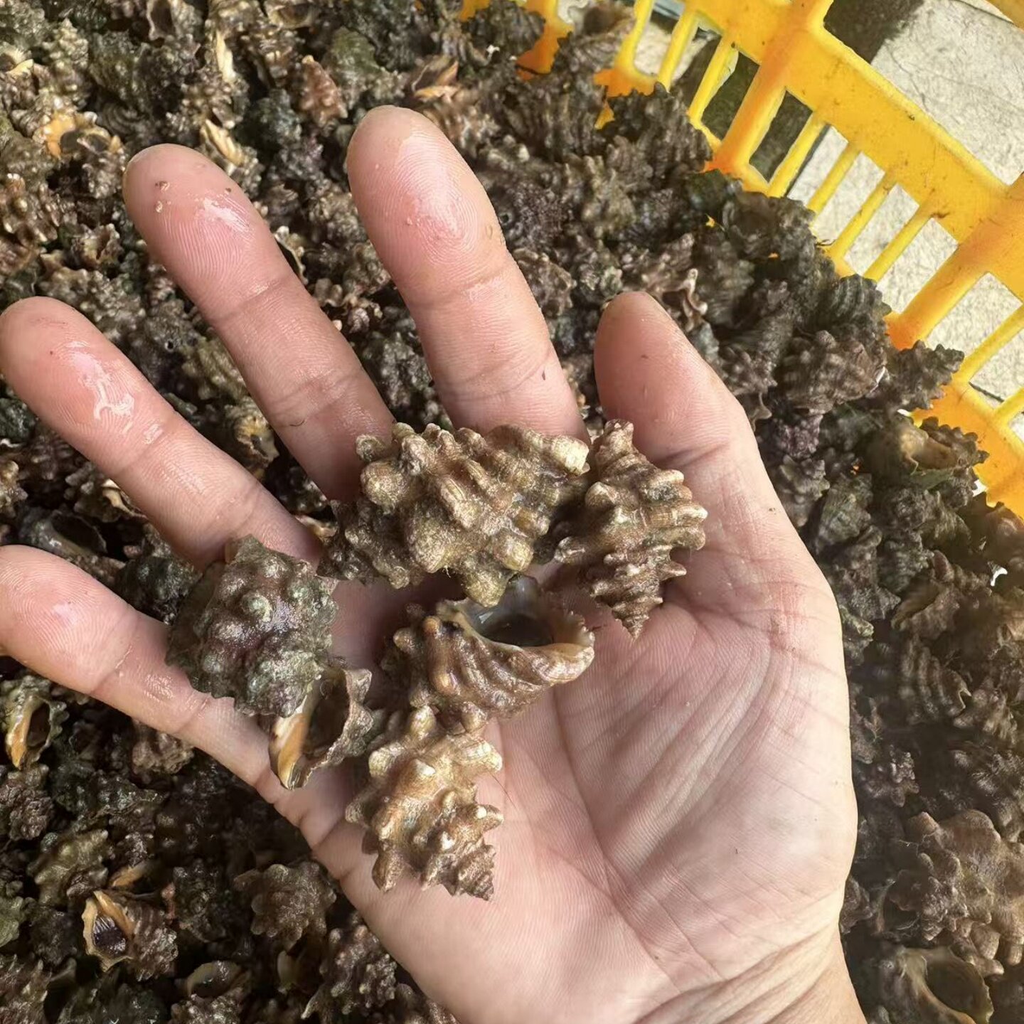 如何确保当天捕捞的新鲜黄口海辣螺安全到达家中？