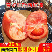  Provencal tomatoes fresh and naturally cooked 5 kg of sandy flesh tomatoes and fruits eaten raw Shandong pregnant women big persimmons