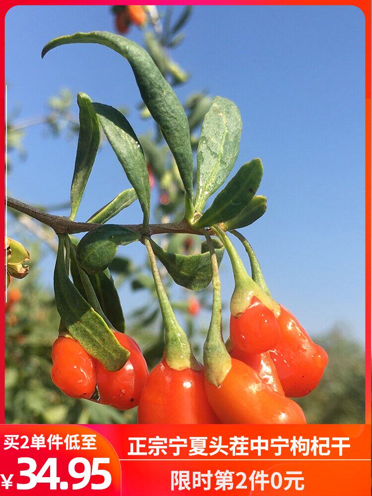 Small bowl of good food Ningxia Zhongning head stubble dried wolfberry authentic Ningxia red wolfberry head stubble sulfur-free smoked leave-in 250g