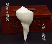 Nepalese right-handed small white snails hand-polished eight offerings to the Buddhist temple random sizes shipped