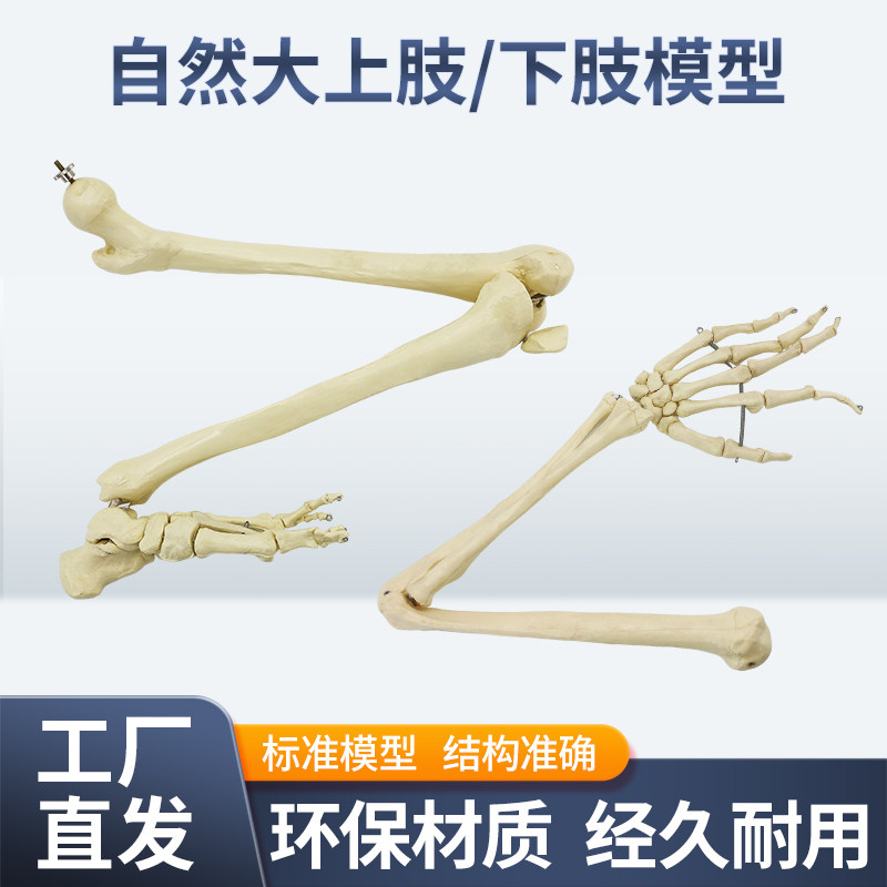 自然大人体上肢下肢骨骼模型成人手臂肱骨尺桡骨1比1手骨手掌脚骨
