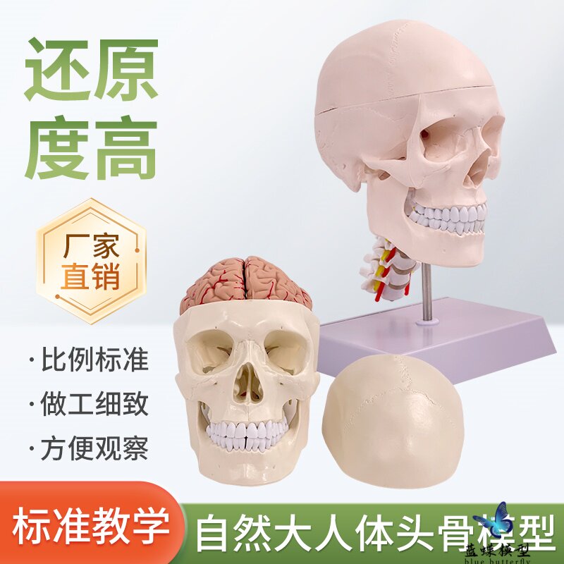 成人1：1医学仿真人体头骨模型头颅骨解剖 白色头骨带颈椎脑解剖