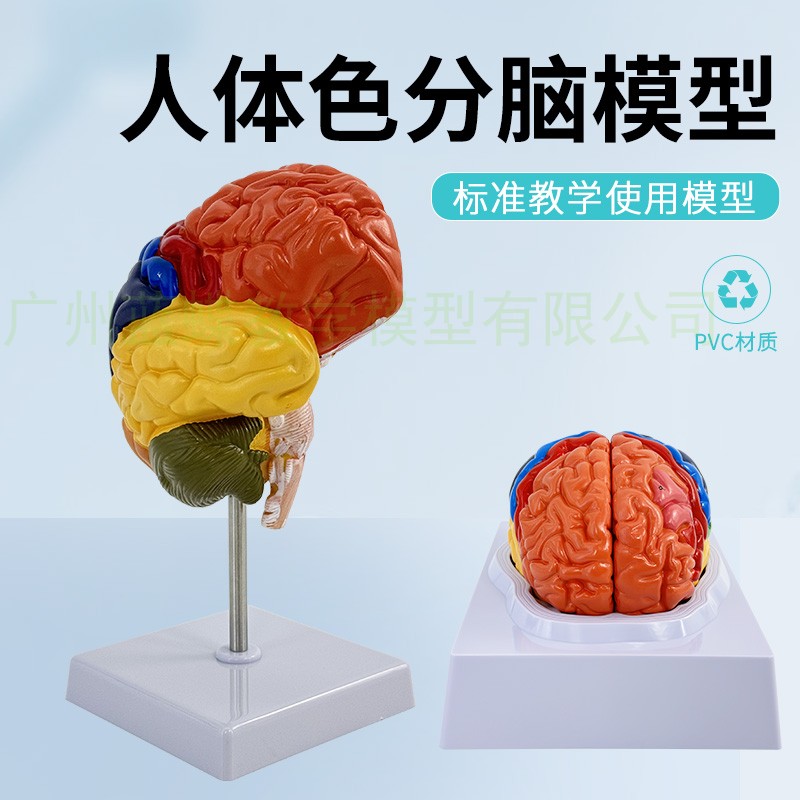 教学仿真脑模型脑分区功能分区脑皮质标本彩色脑模型大脑皮层教具