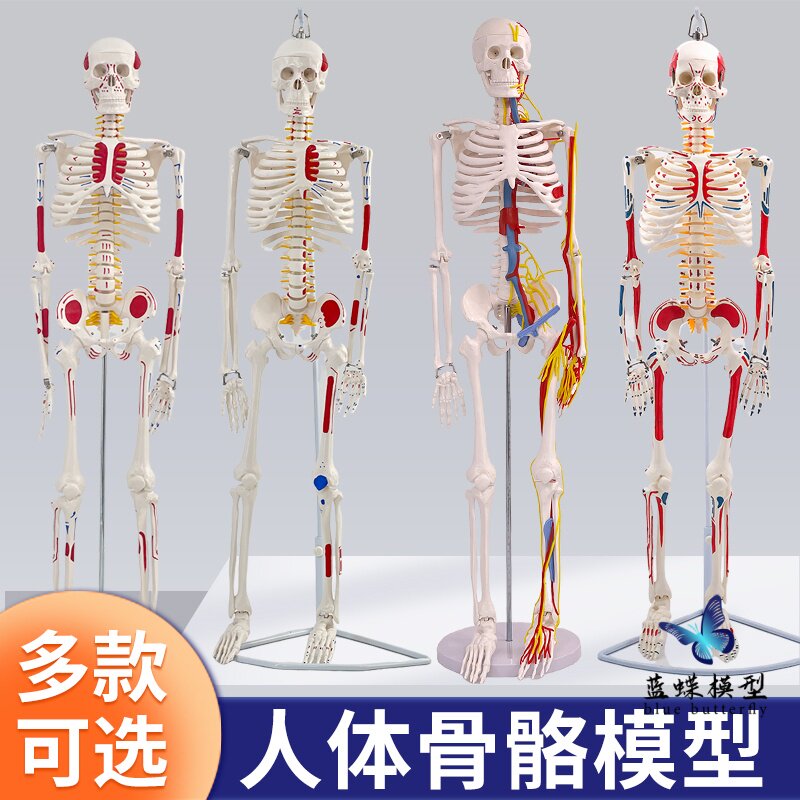 45 85cm人体骨骼模型全身骨架标本人体模型成人小白骷髅教学脊椎