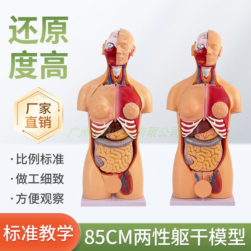85CM人体解剖模型23件器官可拆卸医学教学心脏内脏躯干系统结构图