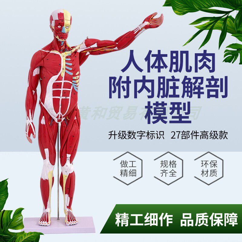 人体全身肌肉附内脏模型医学教学成人27部件人体肌肉内脏解剖85CM
