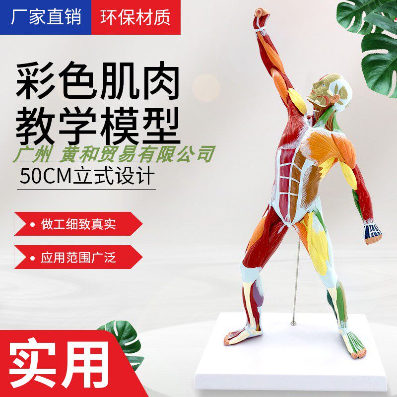 美术艺用肌肉人模型医院用教学人体模型肌肉解剖健身系统素描教学