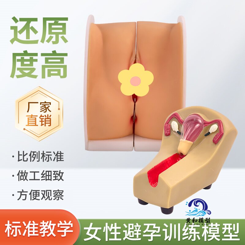 女性生殖器模型宫颈子宫外阴道卵巢妇科检查避孕教学1比1